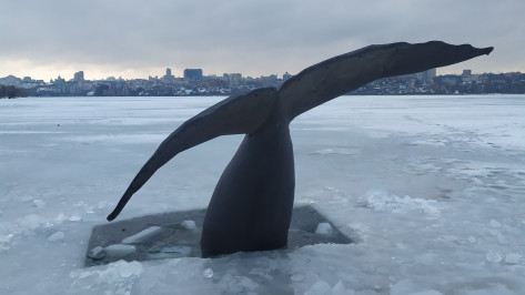 Хвост кита установили в проруби Воронежского водохранилища