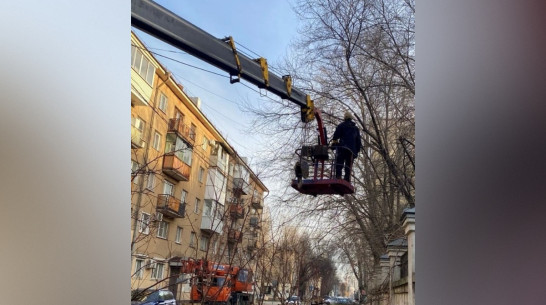 Воронежские экологи провели санитарную обрезку деревьев на улицах Фридриха Энгельса и Кирова