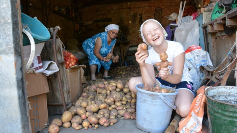 В Кантемировке собирают небывалый урожай картофеля