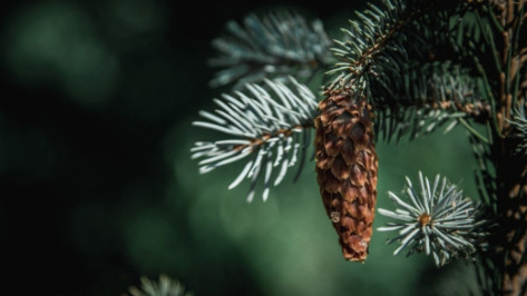 В Воронеже пройдет международная научная конференция по развитию зеленой инфраструктуры