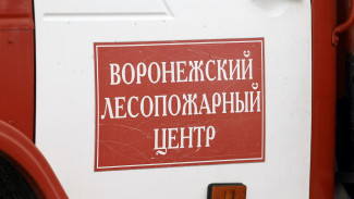 Запрет на посещение лесов в Воронежской области продлят до 6 сентября