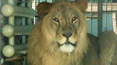 В Воронежский зоопарк привезли льва из Пензы