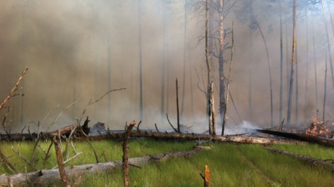 Спасатели потушили пожар в Воронежском биосферном заповеднике