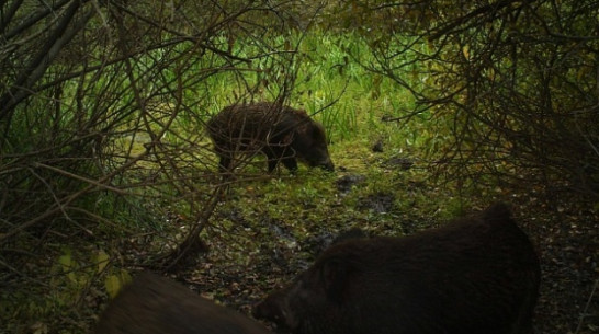 Россельхознадзор: необходимо сократить до минимума численность диких кабанов в Воронежской области 
