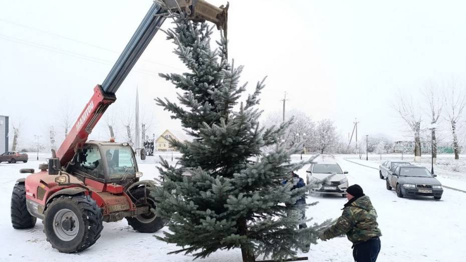 Верхнемамонец подарил своему селу Русская Журавка новогоднюю голубую ель