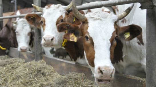 Воронежские власти внесли 4 инвестиционных проекта в перечень особо значимых