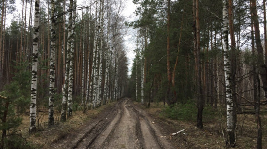В лесополосе Панинского района нашли тело 44-летнего мужчины
