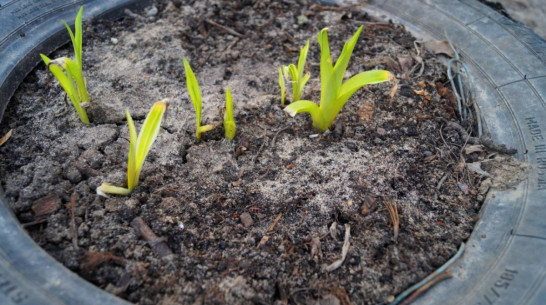 Рабочая неделя в Воронеже будет сухой и ясной