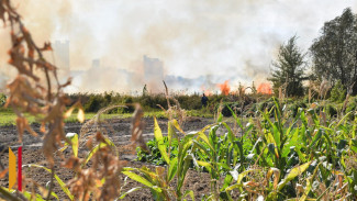 В поселке Подгоренский Воронежской области потушили крупный ландшафтный пожар вблизи жилых домов