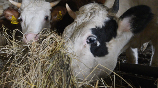 Воронежские производители молока получили господдержку в размере 504,9 млн рублей