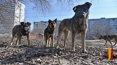В Воронеже 11-летний мальчик, покусанный стаей бродячих псов, получит компенсацию в 50 тыс рублей