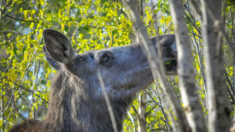 Под Воронежем лось перебежал дорогу по пешеходному переходу и забрел на придомовый участок