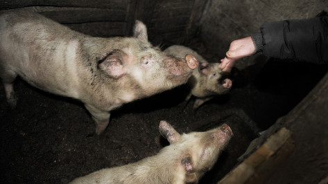 В Воронежской области численность свиней выросла на 122,4 тыс голов