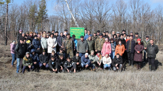 В Новохоперском районе высадили 1700 сеянцев дуба