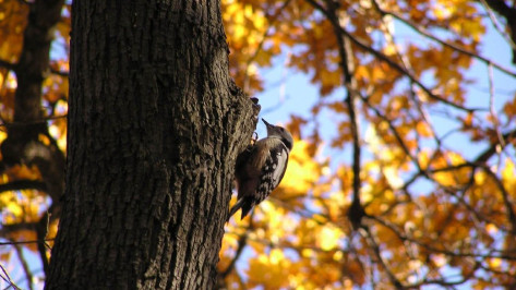 Воронежцам предложили пересчитать птиц