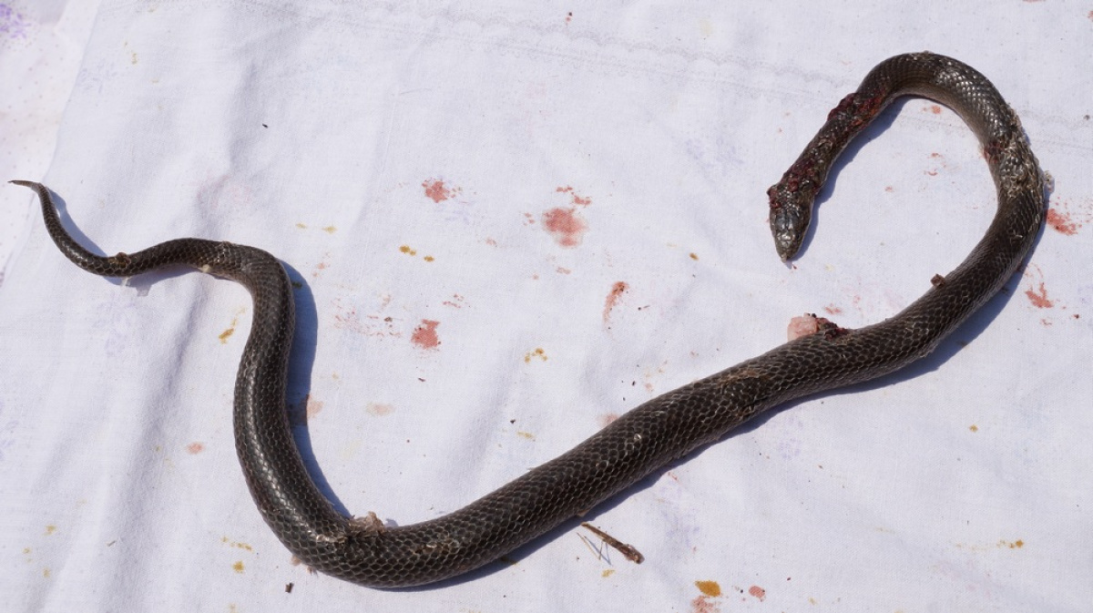 Виды змей в воронежской области фото с описанием