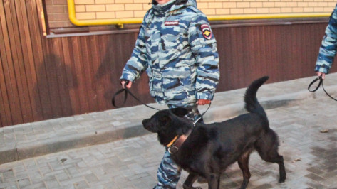 В Воронеже служебная собака нашла у рецидивиста оружие и наркотики