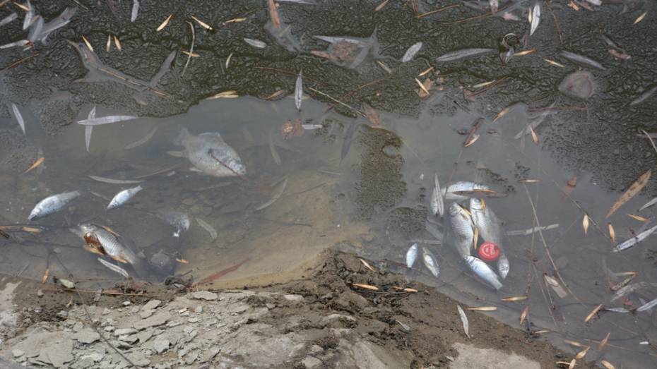 В Воронежской области в парковом пруду массово погибла рыба
