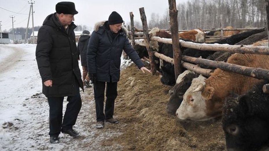 В Воронежской области развивается племенное животноводство