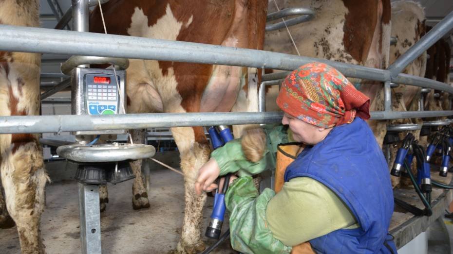 В Кантемировском районе средний надой на одну корову вырос до 15,3 кг в сутки