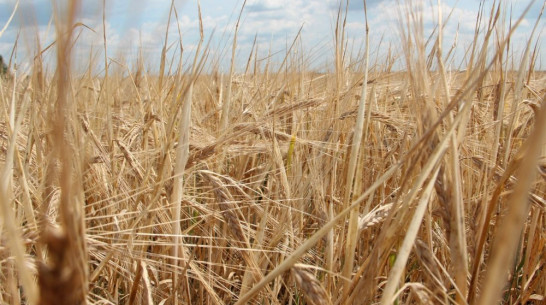 Воронежская область получит из федбюджета 338 млн рублей на развитие растениеводства