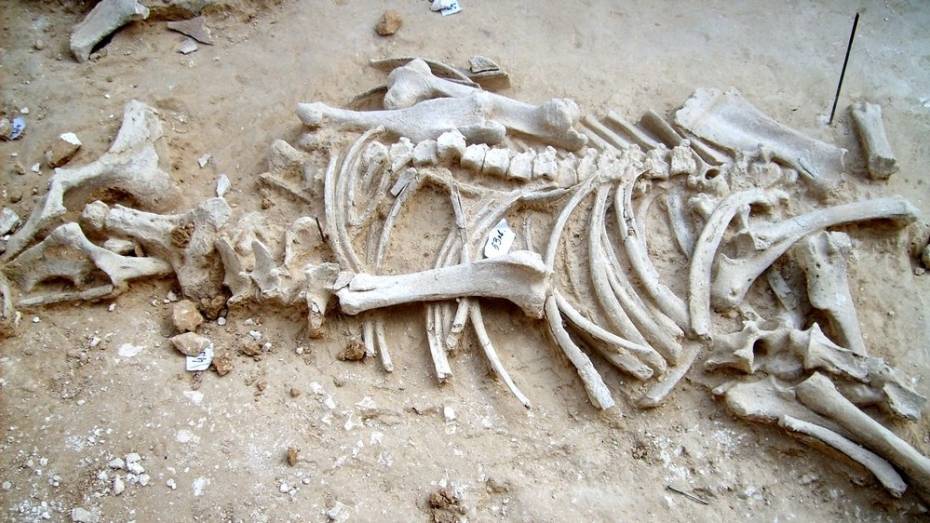 Дивногорье покажет коллекцию лошадиных черепов в Тамбове