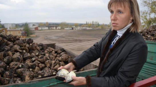 Регион потерял седьмую часть урожая сахарной свеклы