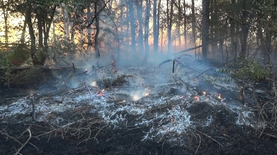 В Таловском районе загорелась лесополоса в заказнике «Каменная степь»