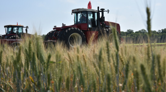 Объем господдержки воронежских аграриев в 2022 году составит более 7,5 млрд рублей