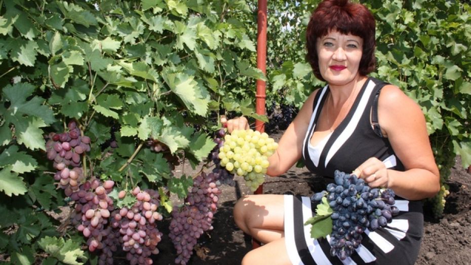 Жительница небольшого богучарского села выращивает во дворе 60 сортов винограда