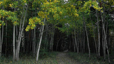 В Воронеже в лесополосе нашли артиллерийский снаряд времен войны