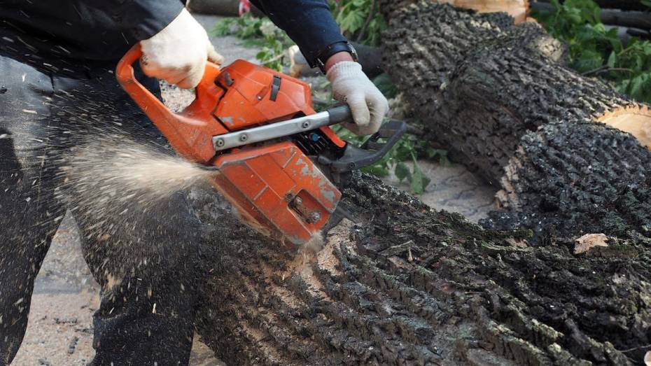 На вырубку аварийных деревьев в Коминтерновском районе Воронежа выделят 4,8 млн рублей