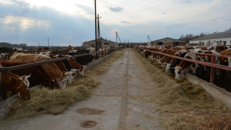 Объемы производства мяса выросли в Воронежской области