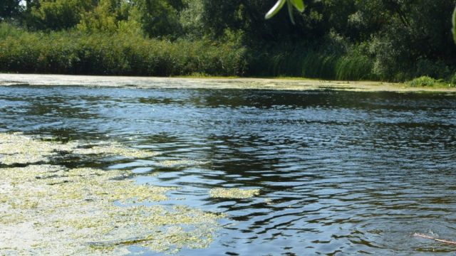 В Воронежской области спасатели достали из Хопра тело мужчины