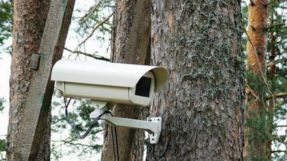 Установка видеокамер в воронежских лесах завершится летом 2016 года 