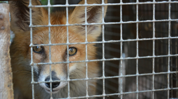 Жители Острогожского района пожаловались на нашествие диких лис