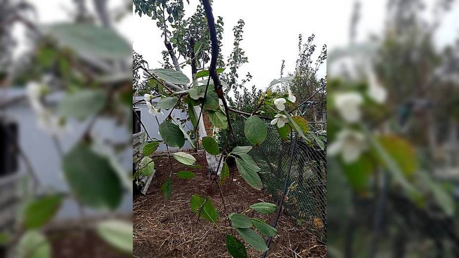 В Поворино в октябре зацвела вишня