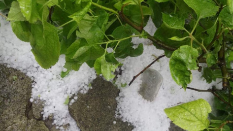 Спасатели предупредили о граде и грозе в Воронежской области в выходные