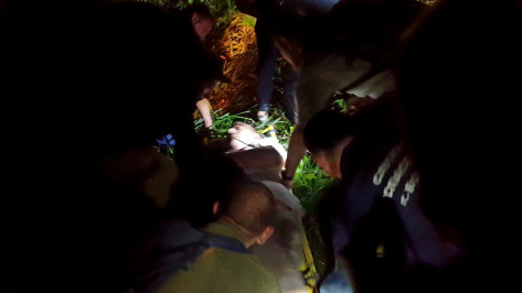 В Воронеже пожилой мужчина ушел погулять из больницы и заблудился в лесу