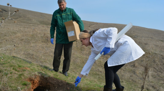 Нижнедевицкие ветеринары разложили в оврагах 30 тыс доз вакцины от бешенства