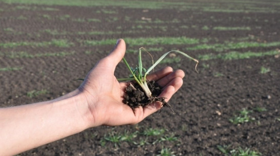 Глава Воронежской области отметил недостатки системы кредитования сельского хозяйства 