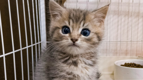 Домашние питомцы отправились из Воронежской области в Турцию и Грузию