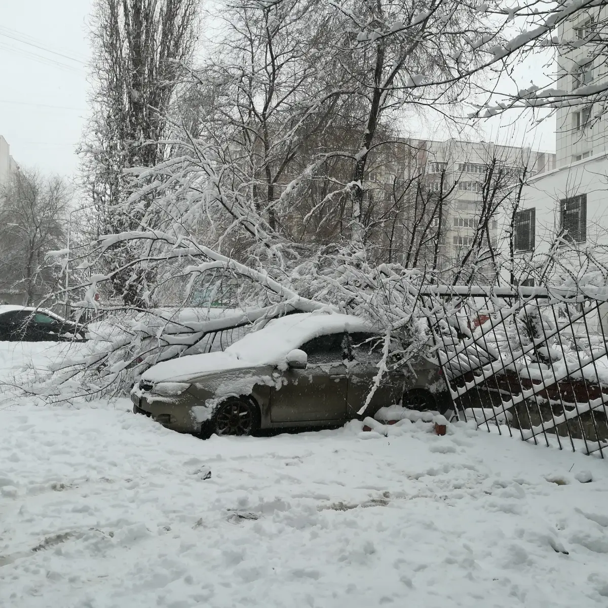 В Воронеже 22 дерева рухнули на автомобили под тяжестью снега