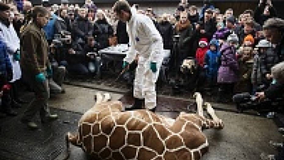 Воронежцы почтят память датского жирафа Мариуса на пикете