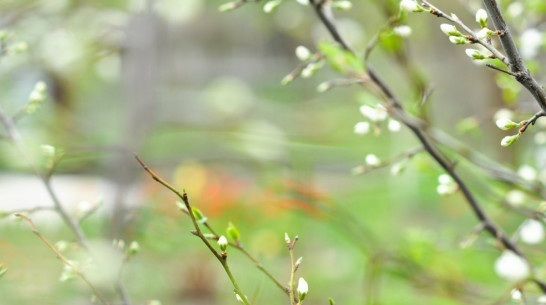 Мэр Воронежа попросил бизнесменов поддержать акцию «Лес Победы» 