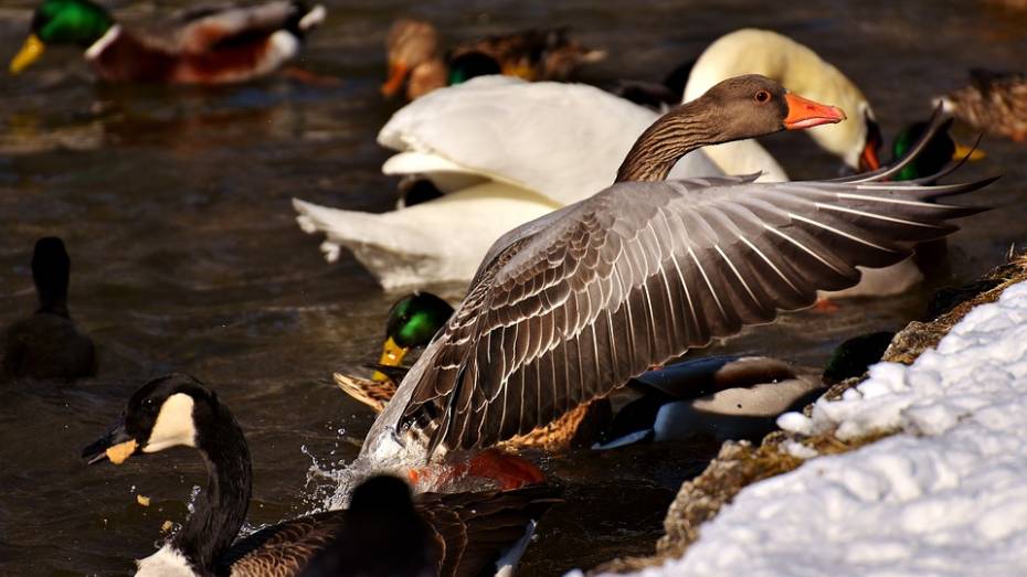 Власти опубликовали правила охоты на пернатую дичь в Воронежской области весной