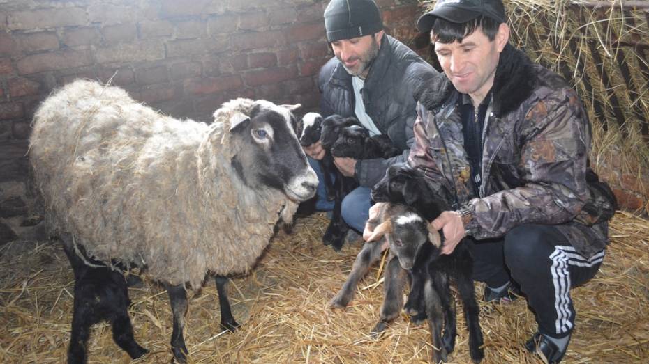 В Петропавловском районе овца Звездочка принесла сразу шестерых ягнят 