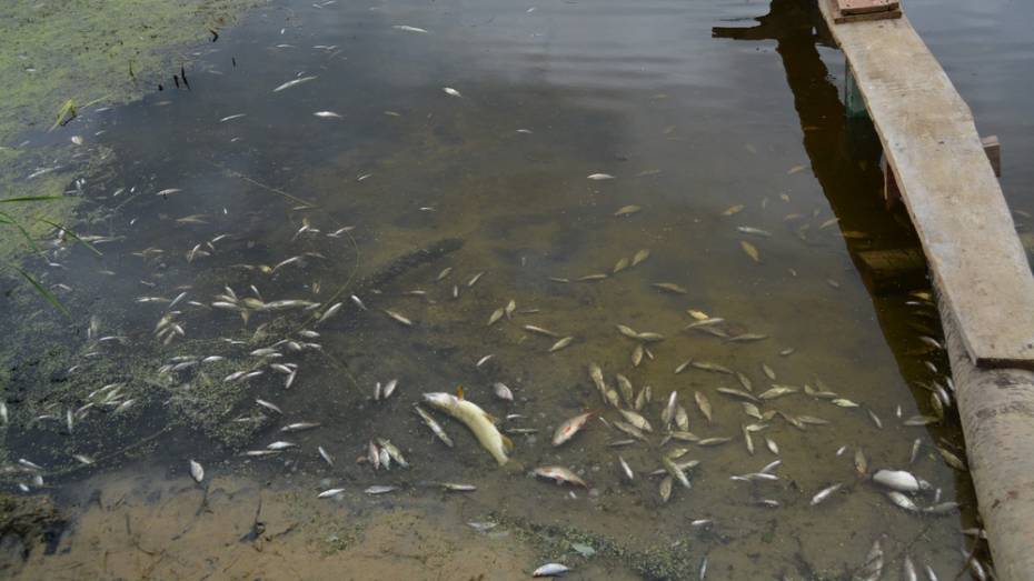 В Воронежской области на реке Богучарка массово погибла рыба