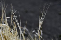 Рекордный урожай пшеницы и ячменя собрали в Воронежской области