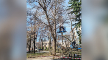 В Воронеже начали обрезку деревьев в сквере имени Жириновского